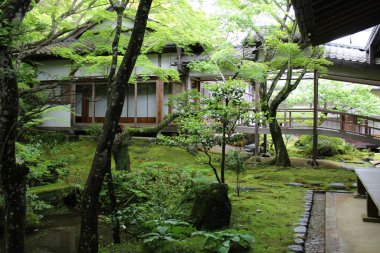 Japonya, Kyoto 'daki Jojakko-ji Tapınağında taze yeşil