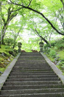 Japonya, Kyoto 'daki Jojakko-ji Tapınağında taze yeşil