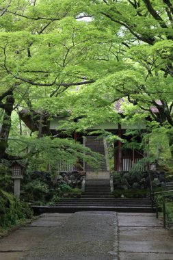 Nio-mon Gate and fresh green in Jojakko-ji Temple in Kyoto, Japan clipart