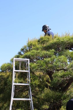 Shugakuin İmparatorluk Konağı, Kyoto, Japonya 'da çam ağacı buduyorlar.