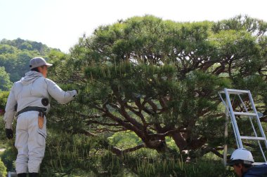 Craftsmen pruning a pine tree in Shugakuin Imperial Villa, Kyoto, Japan clipart