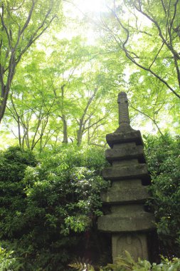 Okochi-sanso Bahçesinde taze yeşil, Kyoto, Japonya