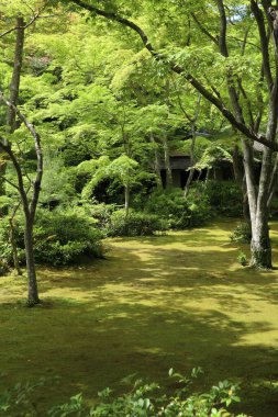 Okochi-sanso Bahçesinde taze yeşil, Kyoto, Japonya