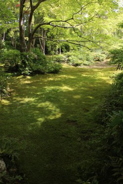 Okochi-sanso Bahçesinde taze yeşil, Kyoto, Japonya