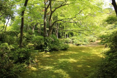 Okochi-sanso Bahçesinde taze yeşil, Kyoto, Japonya
