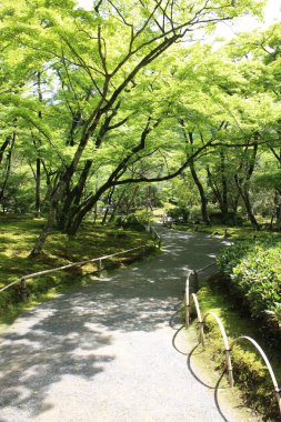 Hogon-in Tapınağında taze yeşil, Kyoto, Japonya