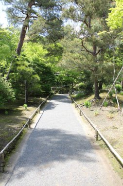 Hogon-in Tapınağında taze yeşil, Kyoto, Japonya