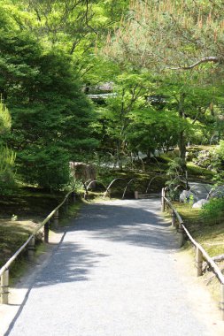 Hogon-in Tapınağında taze yeşil, Kyoto, Japonya