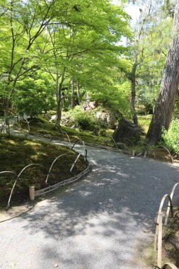 Hogon-in Tapınağında taze yeşil, Kyoto, Japonya
