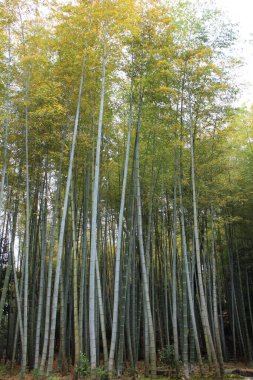 Japonya 'da taze yeşil bambu ormanı