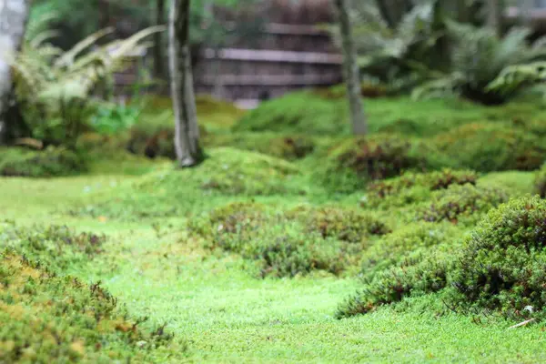 stock image Close-up of moss garden in Japan