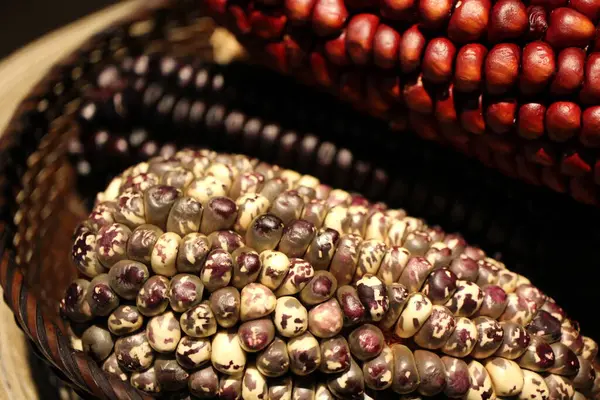 stock image Colorful Peruvian corn in a basket