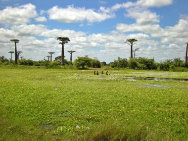 morondava, madagascar Baobab ağaçları