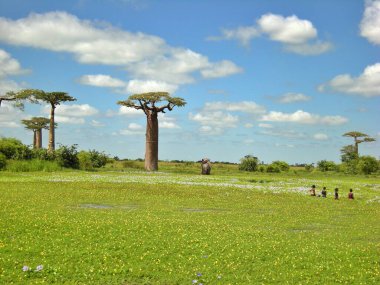 morondava, madagascar Baobab ağaçları