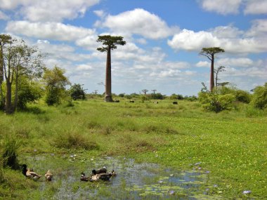 morondava, madagascar Baobab ağaçları