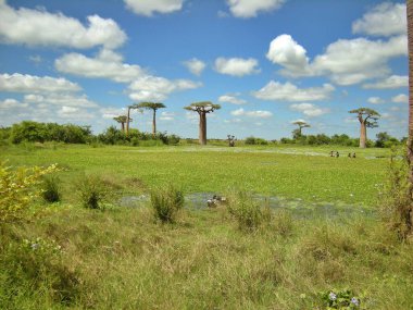 morondava, madagascar Baobab ağaçları