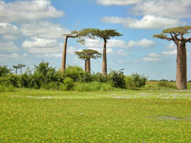 morondava, madagascar Baobab ağaçları