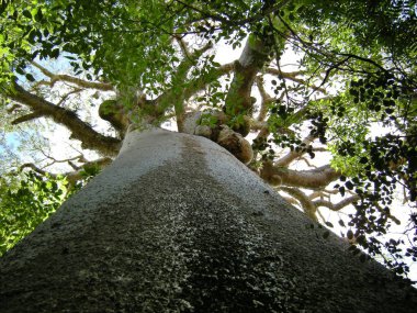 Morondava, Madagaskar 'daki Baobab ağacı.