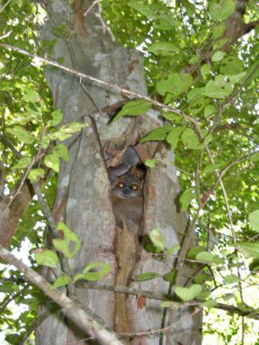 Ferret lemur (sportive lemur) in a jungle of Morondava, Madagascar clipart