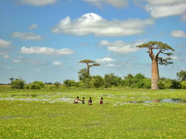 morondava, madagascar Baobab ağaçları