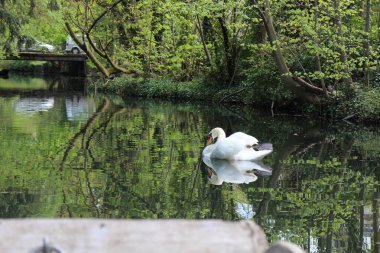 Fransa, Colmar 'da dilsiz kuğu