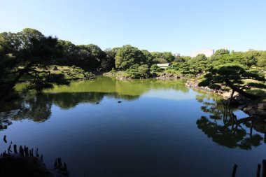 Dai-Sensui Göleti ve Japon kara çam ağaçları Kiyosumi Bahçesi, Tokyo, Japonya