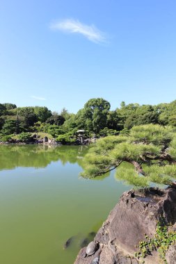 Sunbathing turtle by Dai-Sensui Pond in Kiyosumi Garden, Tokyo, Japan clipart