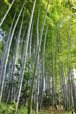 Bamboo forest in Mukojima-Hyakkaen Garden, Tokyo, Japan clipart