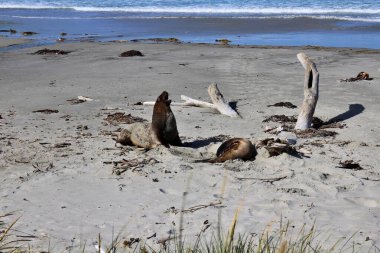 Wild fur seal on Otago Peninsula, Dunedin, New Zealand clipart