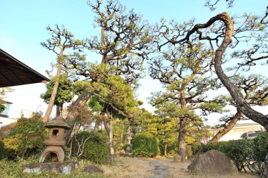 Japonya 'nın Kurashiki Bikan Bölgesi' ndeki Shinkei-en (Japon bahçesi) siyah çam ağaçları