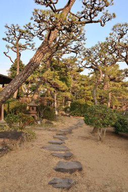 Japonya 'nın Kurashiki Bikan Bölgesi' ndeki Shinkei-en (Japon bahçesi) siyah çam ağaçları