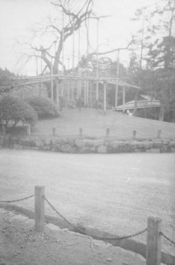 Japonya, Kyoto 'daki Maruyama Parkı' nda ilk shidarezakura 'nın (ağlayan kiraz ağacı) vintage fotoğrafı - 1935-1944