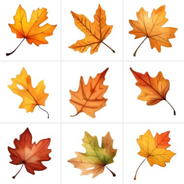 Set of beautiful colorful watercolor autumn leaves or maple leaves clipart