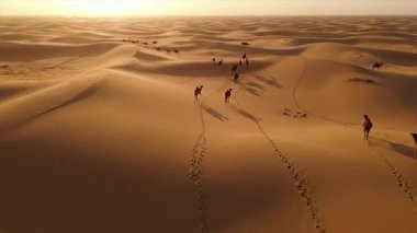 Bir grup deve Arap çölündeki kum tepelerinin üzerinde toplanıyor.