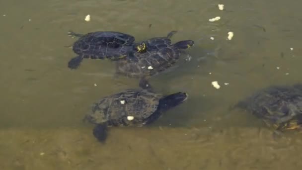 Cuatro Tortugas Nadan Juntas Comen Migas Comida Rodeadas Peces Pequeños — Vídeos de Stock