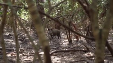  Büyük bir yaban domuzu gölgeli ormanda serbestçe dolaşıyor ve onu kamerayla çeken gözlemciyi inceliyor.