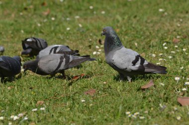 Yiyecek aramaya güvercin
