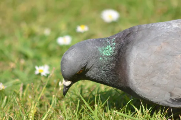 Pigeon Eating Grass Fields — Stock Photo, Image