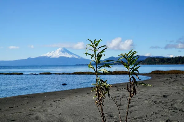 Маленьке Дерево Висаджене Пісок Перед Красивим Озером Вулканом — стокове фото