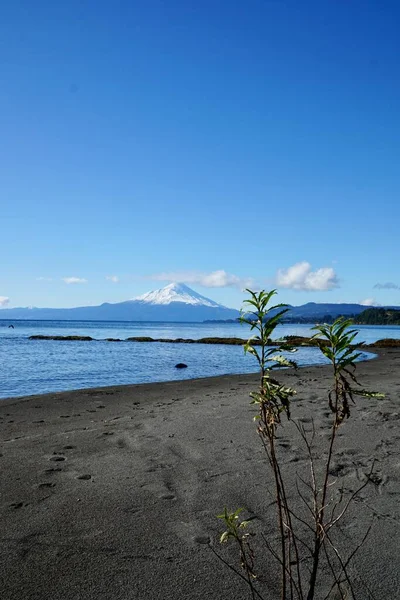 Little Tree Planted Sand Front Beautiful Lake Volcano — Stock Photo, Image