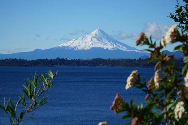 Amazing Picture Osorno Volcano Puerto Varas Chile Some White Flowers — Stock Photo, Image