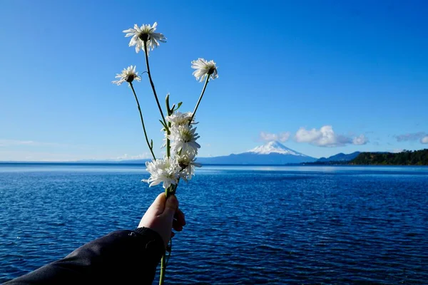 Person Holding Bouquet White Flowers Front Beautiful Lake — Stock Photo, Image