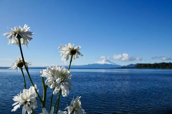 Beautiful White Flowers Front Llanquihue Lake Osorno Volcano Puerto Varas — Stock Photo, Image