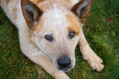 Heyecanlı bir Avustralya Sığır Köpeği 'nin havadan görünüşü, yukarı bakıyor ve heyecanla birinin tenis topunu atmasını bekliyor, heyecan verici bir oyun için hazır..