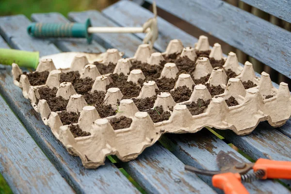 Uma Abordagem Sustentável Jardinagem Mostrando Uma Bandeja Ovos Reciclados Repleta — Fotografia de Stock