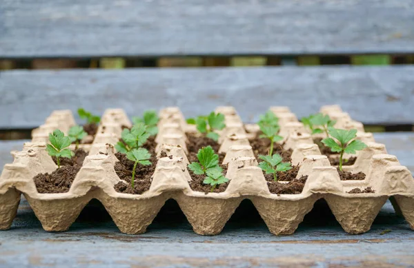 Recycled Egg Carton Transformed Nurturing Home Various Plants — Stock Photo, Image