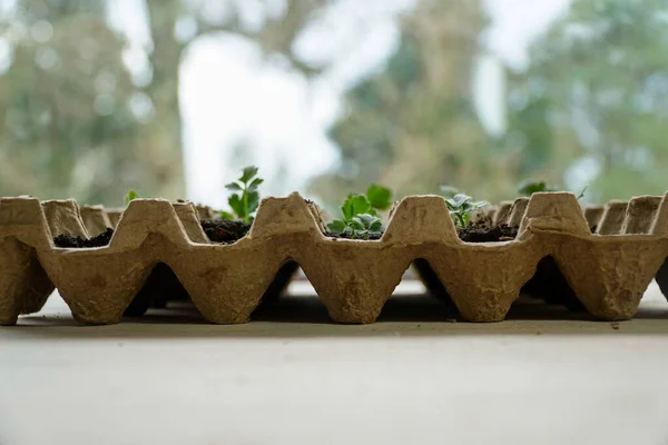 Uma Exibição Criativa Uma Caixa Ovos Reciclada Transformada Uma Plantadeira — Fotografia de Stock