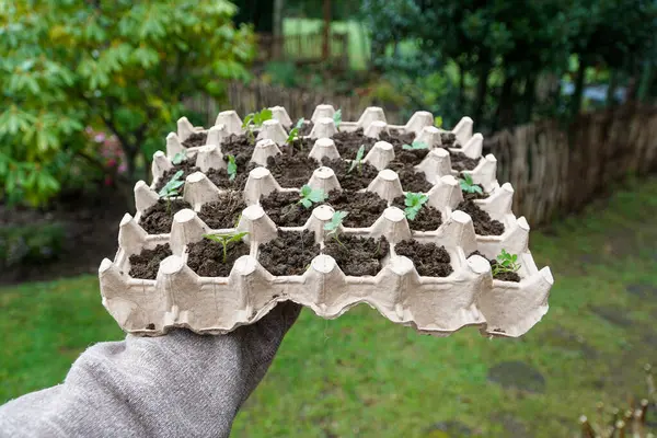 Uma Pessoa Segurando Uma Caixa Ovos Com Plantas Seu Jardim — Fotografia de Stock