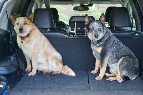 車の後ろに2匹の犬が 獣医に行く途中で不安そうに見えました — ストック写真