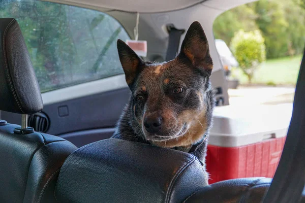 Bir Arabanın Merkezinden Bagajda Oturan Bir Köpek Nereye Götürüldüklerini Merakla — Stok fotoğraf